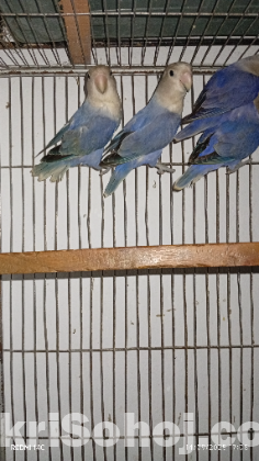 White face violet opaline adult lovebird 1 pics